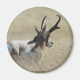 A14 Pronghorn Antelope Sunshine Buck Magnet