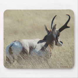 A14 Pronghorn Antelope Sunshine Buck Musmatta
