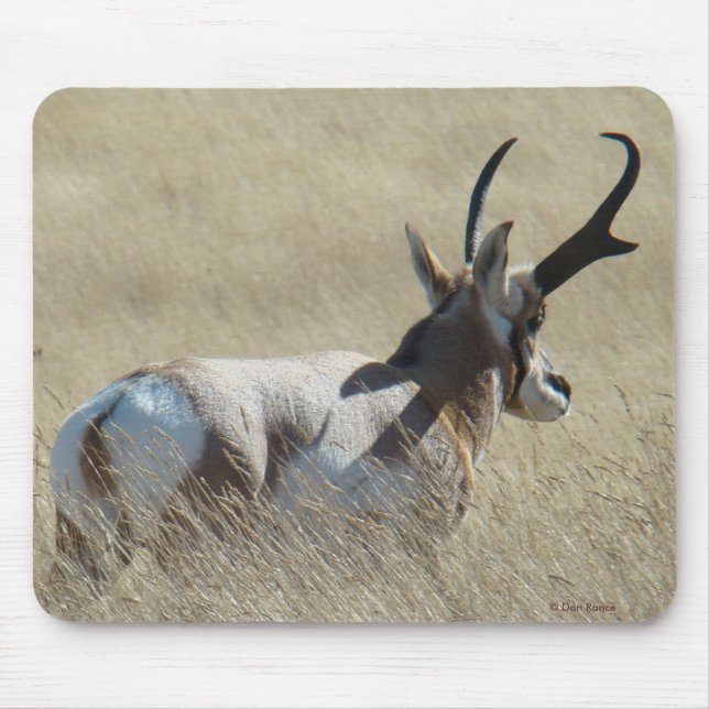 A14 Pronghorn Antelope Sunshine Buck Musmatta (Framsidan)