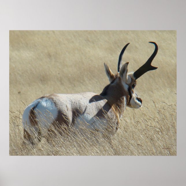 A14 Pronghorn Antelope Sunshine Buck Poster (Framsidan)
