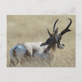 A14 Pronghorn Antelope Sunshine Buck Vykort