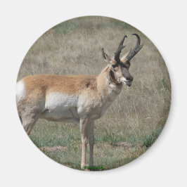 A15 Gaffelantilop Ofullkomlig Bock Magnet