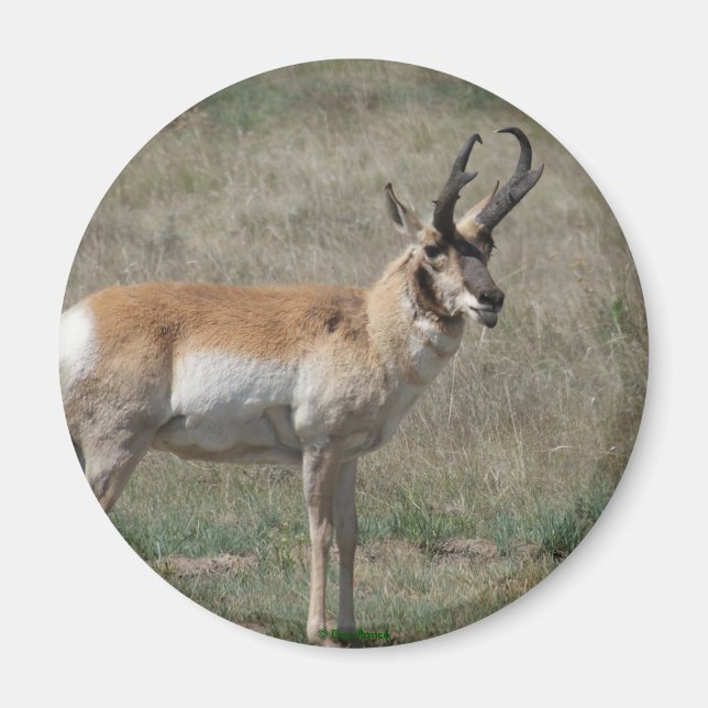 A15 Gaffelantilop Ofullkomlig Bock Magnet (Framsidan)
