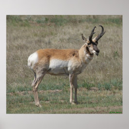 A15 Gaffelantilop Ofullständig Bock Poster