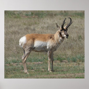 A15 Gaffelantilop Ofullständig Bock Poster