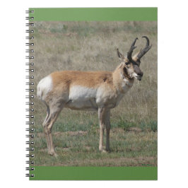 A15 Pronghorn Antelope Rude Buck Anteckningsbok
