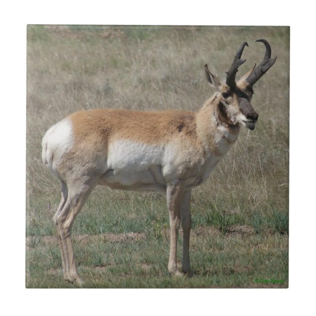 A15 Pronghorn Antelope Rude Buck Kakelplatta (Framsidan)