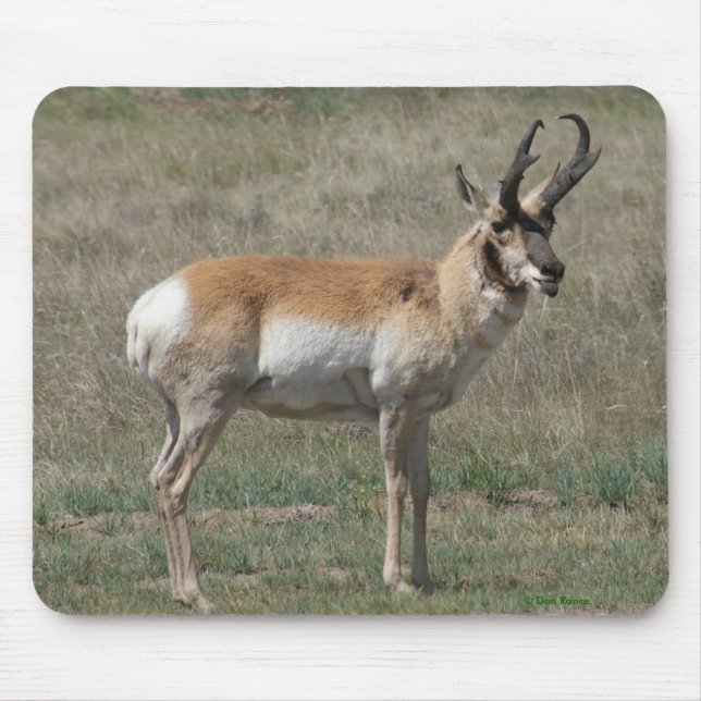 A15 Pronghorn Antelope Rude Buck Musmatta (Framsidan)