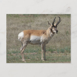 A15 Pronghorn Antelope Rude Buck Vykort