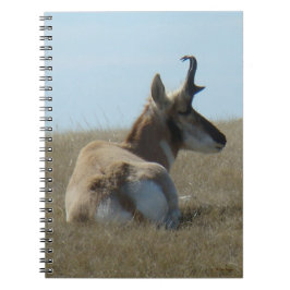 A16 Pronghorn Antelope Napping Anteckningsbok