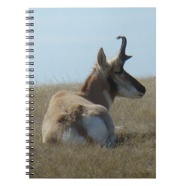 A16 Pronghorn Antelope Napping Anteckningsbok (Framsidan)
