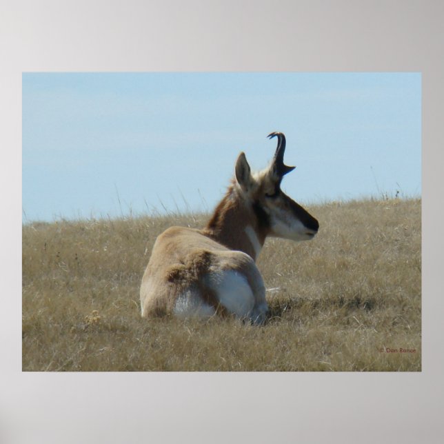 A16 Pronghorn Antelope Napping Poster (Framsidan)