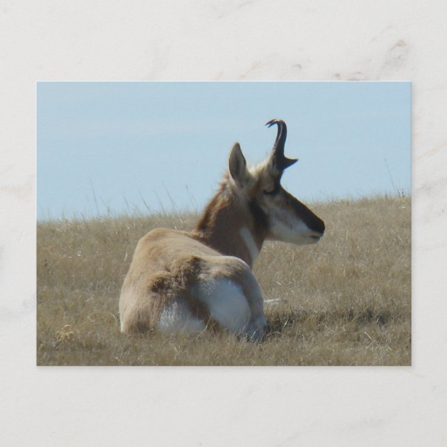 A16 Pronghorn Antelope Napping Vykort (Framsida)
