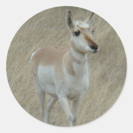A17 Antelope Youngster Runt Klistermärke