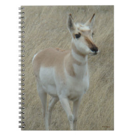 A17 Young Pronghorn Antelope Anteckningsbok