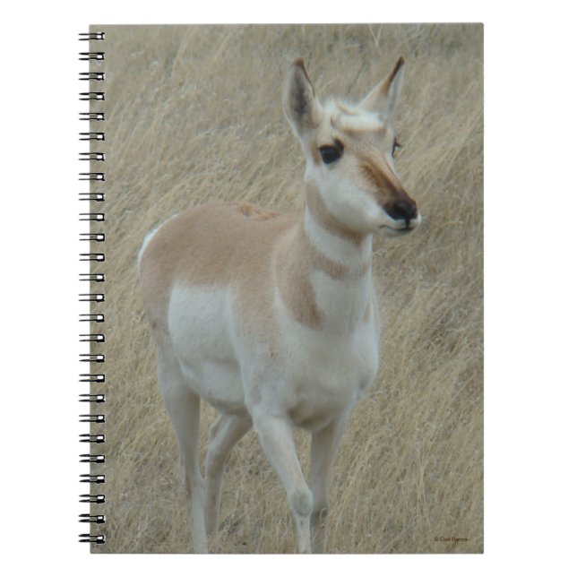 A17 Young Pronghorn Antelope Anteckningsbok (Framsidan)