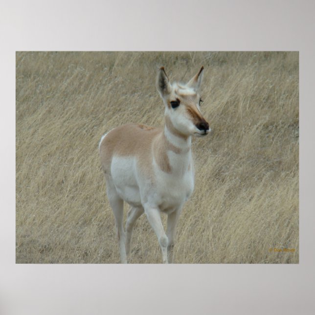 A17 Young Pronghorn Antelope Poster (Framsidan)