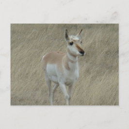 A17 Young Pronghorn Antelope Vykort