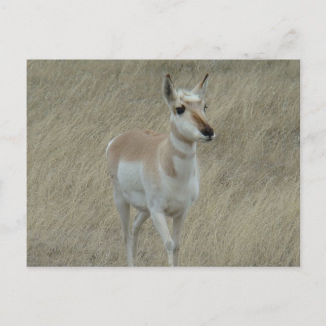 A17 Young Pronghorn Antelope Vykort (Framsida)