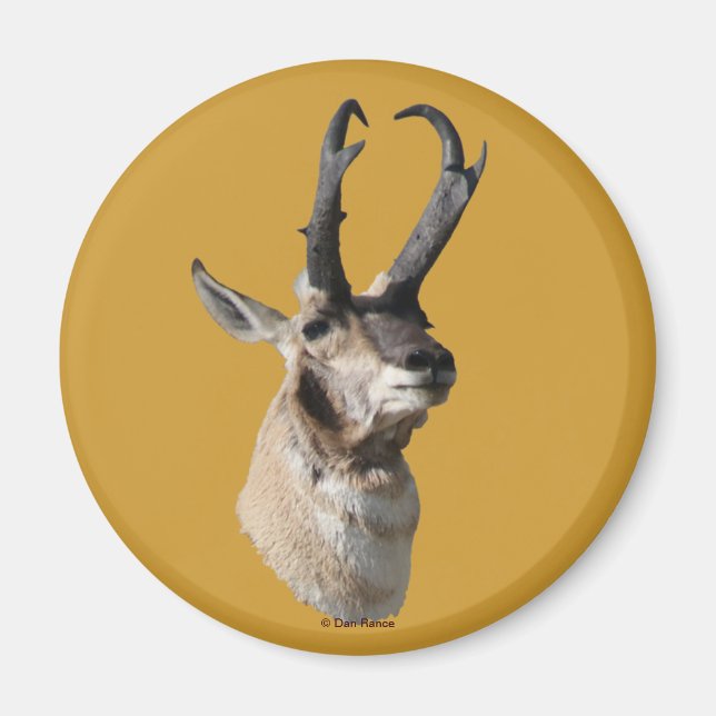 A18 Pronghorn Antelope Buck Head Shot Magnet (Framsidan)