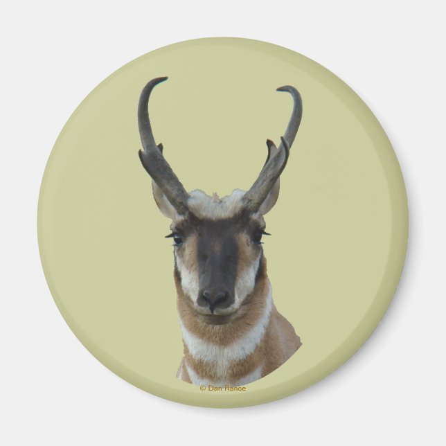 A19 Pronghorn Antelope Mörk Ansikte Buck Head Shot Magnet (Framsidan)