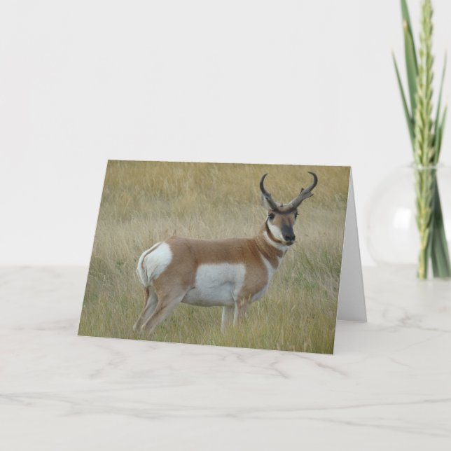 A1 Gaffelantilop Hanne Kort (Framsida)