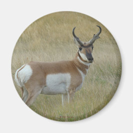 A1 Gaffelantilop Magnet