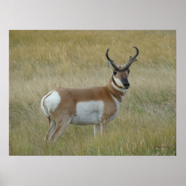 A1 Gaffelantilop Stor Bock Poster