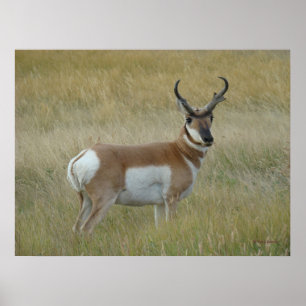 A1 Gaffelantilop Stor Bock Poster