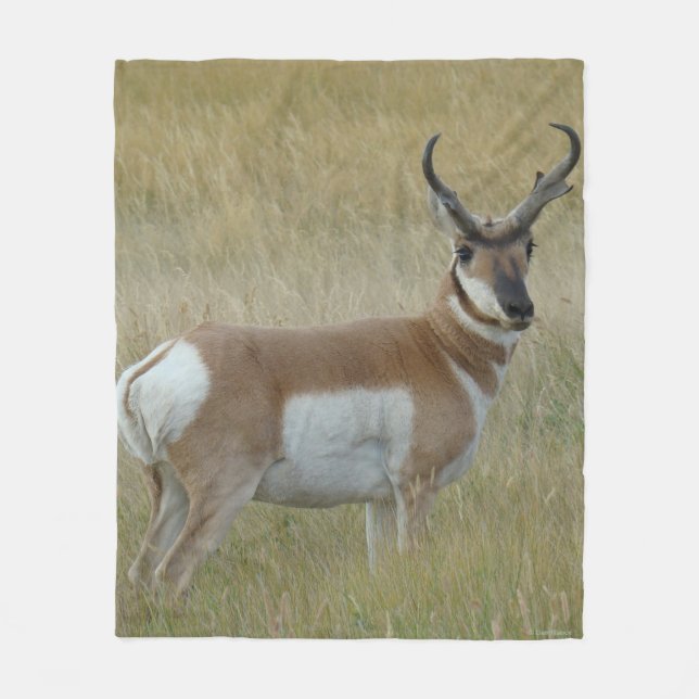 A1 Pronghorn Antelope Big Buck Fleecefilt (Framsidan)