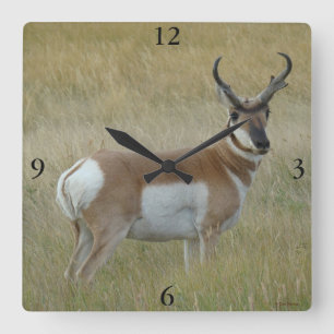 A1 Pronghorn Antelope Big Buck Fyrkantig Klocka