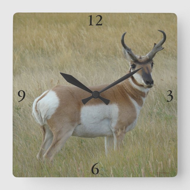 A1 Pronghorn Antelope Big Buck Fyrkantig Klocka (Framsida)