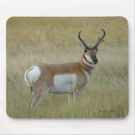 A1 Pronghorn Antelope Big Buck Musmatta