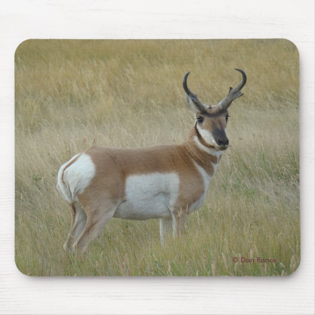 A1 Pronghorn Antelope Big Buck Musmatta (Framsidan)