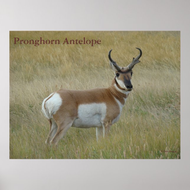 A1 Pronghorn Antelope Big Buck Poster (Framsidan)