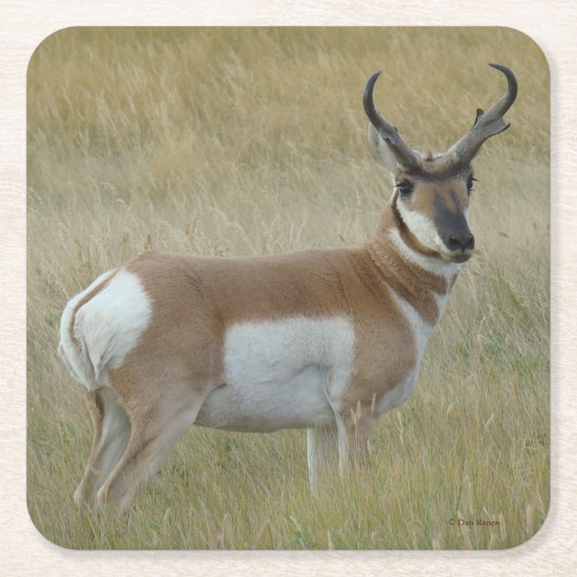 A1 Pronghorn Antelope Big Buck Underlägg Papper Kvadrat (Framsidan)