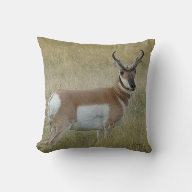 A1 Pronghorn Antelope Buck Kudde (Framsida)