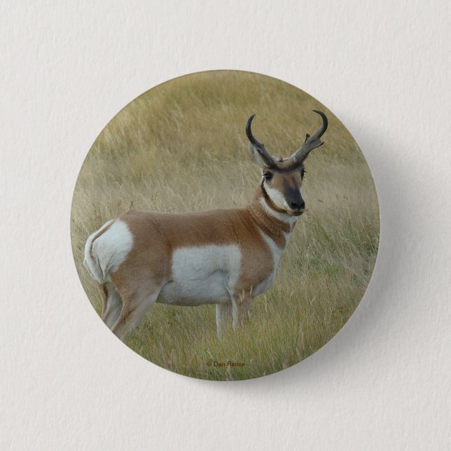A1 Pronghorn Antelope Knapp (Framsida)
