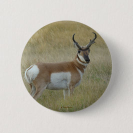 A1 Pronghorn Antelope Knapp