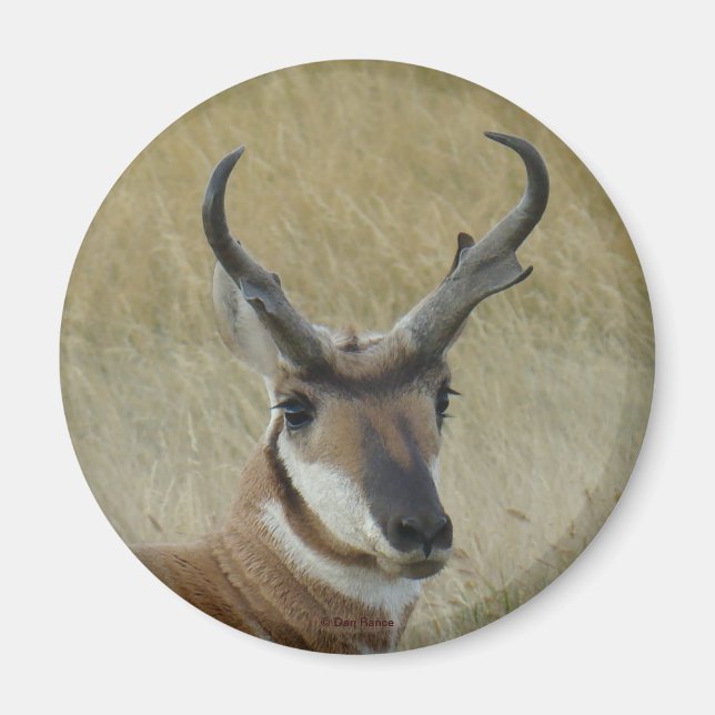 A21 Pronghorn Antelope Buck Head Shot Magnet (Framsidan)