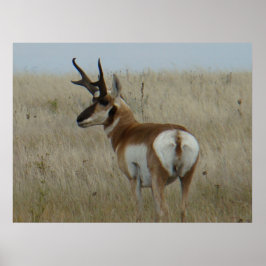 A22 Gaffelantilop Stor Bocksbuck Poster