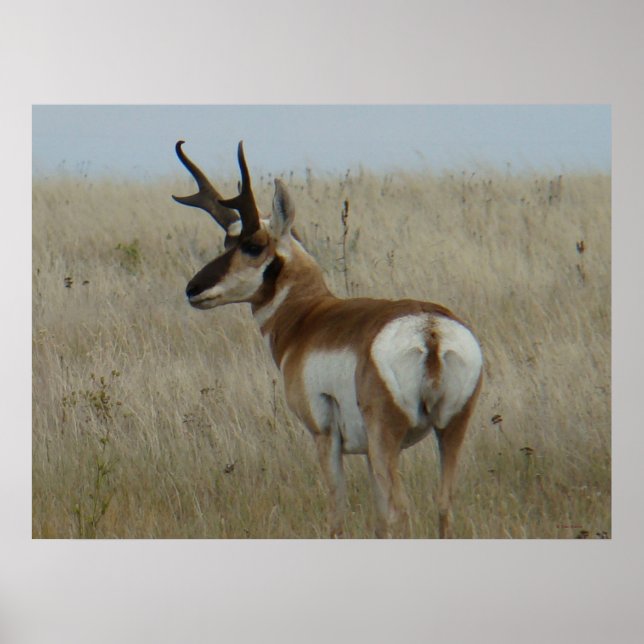A22 Pronghorn Antelope Big Buck Poster (Framsidan)