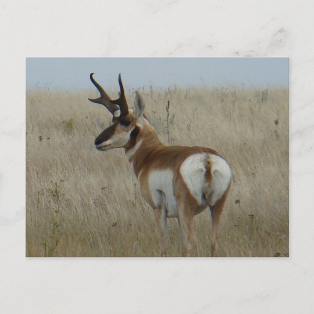 A22 Pronghorn Antelope Big Buck Vykort (Framsida)