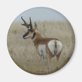 A22 Pronghorn Antelope Buck Magnet