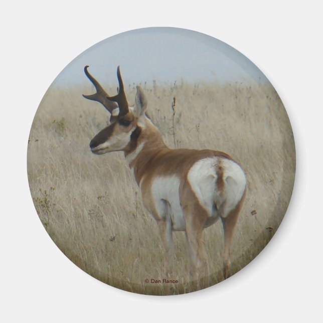 A22 Pronghorn Antelope Buck Magnet (Framsidan)