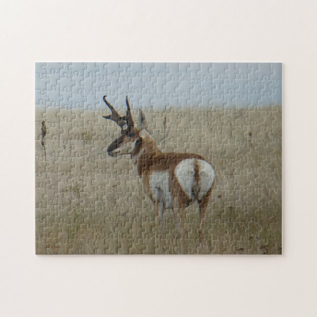 A22 Pronghorn Antelope Buck Pussel (Horisontell)