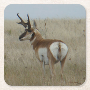A22 Pronghorn Antelope Buck Underlägg Papper Kvadrat