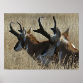 A23 Pronghorn Antelope Young Bucks Head Shot Poster