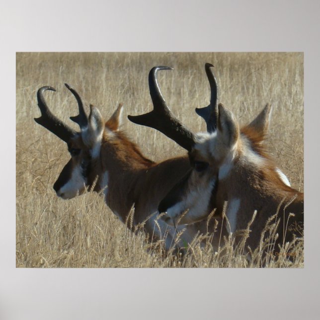A23 Pronghorn Antelope Young Bucks Head Shot Poster (Framsidan)