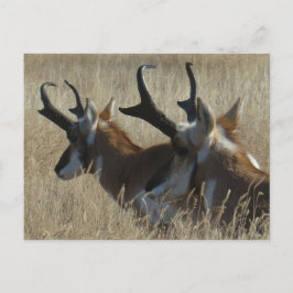 A23 Pronghorn Antelope Young Bucks Head Shot Vykort